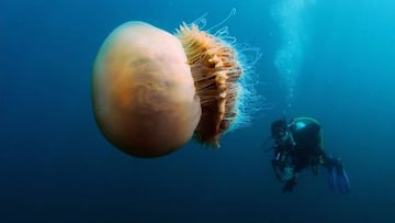 Cyanea Capillata o medusa melena de león; con un buzo al lado.