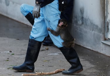 El caso atrajo tanta atención que Tristan Tate ofreció 250.000 dólares por el mono.