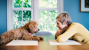 Adorable miniature Golden Doodle Puppy sits across from his owner at the dining room table. The dog has is front legs and the owner has her arms on the table as they stare at each other.