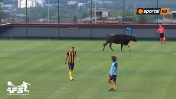 ¡Imperdible! Una vaca y un perro interrumpieron un juego de futbol