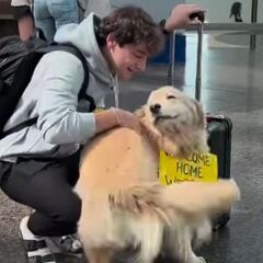 El Golden Retriever que ha emocionado a las redes al reencontrarse con su dueño en un aeropuerto tras cinco meses: “Llantos de felicidad”