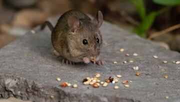 En medio de la pandemia de coronavirus, se dio a conocer el fallecimiento de una persona en China a causa del hantavirus, pero &iquest;qu&eacute; es este virus?