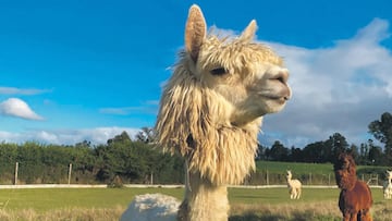 El animal chileno que ayuda a frenar un virus detectado en Australia: uno de los hallazgos científicos del año