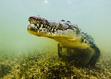 El cocodrilo marino o cocodrilo de agua salada es el reptil vivo ms grande del  mundo. Habita en zonas pantanosas desde el sudeste asitico hasta el norte de Australia. Los machos pesan entre 480 y 1500 kg, y miden entre un promedio de 4,3 y 6,7 metros de longitud. Las hembras son mucho ms peque?as que los machos, entre 2,1 y 3,5 metros de longitud,? y con un peso de 500 kg.