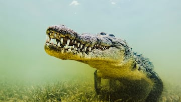 El cocodrilo marino o cocodrilo de agua salada es el reptil vivo más grande del  mundo. Habita en zonas pantanosas desde el sudeste asiático hasta el norte de Australia. Los machos pesan entre 480 y 1500 kg, y miden entre un promedio de 4,3 y 6,7 metros de longitud. Las hembras son mucho más pequeñas que los machos, entre 2,1 y 3,5 metros de longitud,​ y con un peso de 500 kg.