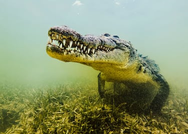 El cocodrilo marino o cocodrilo de agua salada es el reptil vivo más grande del mundo. Habita en zonas pantanosas desde el sudeste asiático hasta el norte de Australia. Los machos pesan entre 480 y 1500 kg, y miden entre un promedio de 4,3 y 6,7 metros de longitud. Las hembras son mucho más pequeñas que los machos, entre 2,1 y 3,5 metros de longitud,​ y con un peso de 500 kg.

