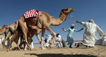 Carrera de camellos durante el Festival Sheikh Sultan Bin Zayed al-Nahyan, en el hipódromo de Shweihan en al-Ain en las afueras de Abu Dhabi.