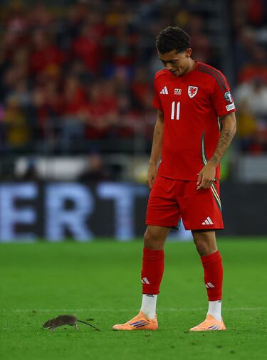Brennan Johnson intentado capturar el roedor durante el duelo entre la selección galesa y la belga en el Cardiff City Stadium.