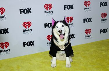 Swaggy Wolfdog, el perro de raza husky, estrella de Tik Tok.