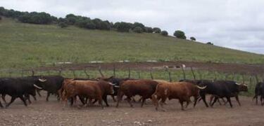 Una estampida y los más bravos de la Americana