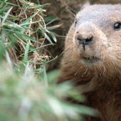¿Cuál es la historia y el origen del Día de la Marmota?