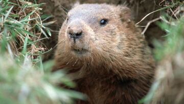 Este 2 de febrero se celebra el D&iacute;a de la Marmota en Estados Unidos, pero, &iquest;conocer la historia y el origen de esta tradici&oacute;n? Aqu&iacute; te contamos.