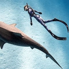 Ataques de tiburón en el mundo: menos cantidad, más mortales