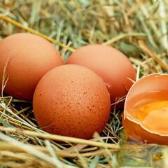 El CSIC estudia una crema con yema de huevo como antídoto contra la COVID