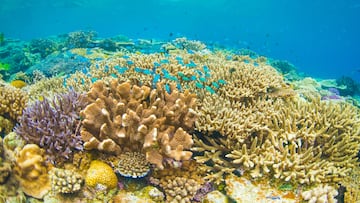 Los nódulos, de 10 centímetros de largo y 5 de ancho, parecen poder separar las moléculas de agua a través de un proceso de electrólisis.