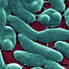 Lo que debes saber de la bacteria ‘come carne’ si vives en Florida