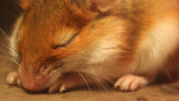 Thanks to a recent study involving a mouse watching "The Matrix", scientists were able to create the largest functional map of a brain to date.