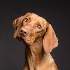 Los perros pueden detectar cuando mienten los humanos según un estudio