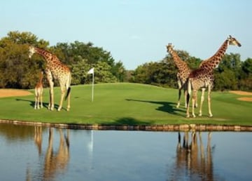 Este bello campo de golf de 9 hoyos ofrece al visitante una curiosa experiencia al estar rodeado de una gran variedad de animales.