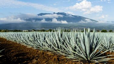 Independencia de México: Aumenta venta de Tequila el 15 de septiembre, historia y cuántos tipos hay