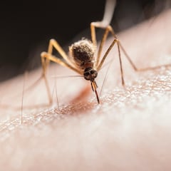 ¿Cuánto viven las moscas, mosquitos y cucarachas? Esta es la esperanza de vida de cada insecto