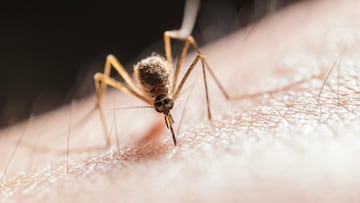 EEE cases are leading to public health advisories in Massachusetts. How does this disease compare to West Nile virus?