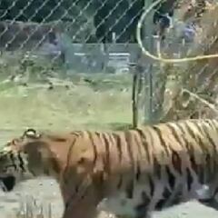 Tigre es captado paseándose por las calles de Jalisco