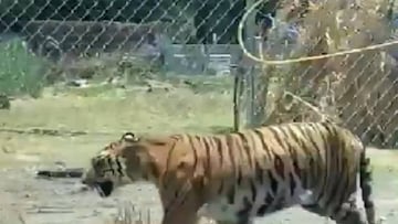 Tigre es captado paseándose por las calles de Jalisco