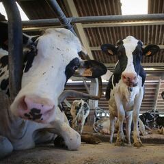 Reapertura de mataderos: ¿cuándo será y por qué motivos reabrirán?