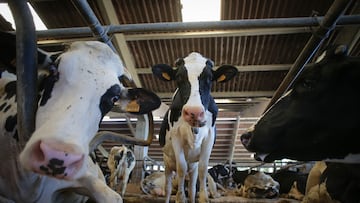 Vacas de una ganadería de lácteo en Sabadelle, a 7 de agosto de 2023, en Chantada, Lugo, Galicia (España). Ganaderos gallegos han denunciado en los últimos días "abandono" por parte de la Xunta ante la vacunación contra la lengua azul. A este respecto, Unións Agrarias ha denunciado una situación "desesperada" por el veto a que se puedan sacar reses de las granjas sin vacunar. Urge a que se amplíen los medios disponibles. Por su parte, la Xunta defiende que "no hay ningún tipo de bloqueo ni de retraso en la campaña de vacunación de lengua azul", al tiempo que sostiene que el Gobierno gallego está actuando con la "máxima diligencia y eficacia".
07 AGOSTO 2023;VACAS;ENFERMEDAD;GANADERÍA;LECHE;CARNE;
Carlos Castro / Europa Press
07/08/2023