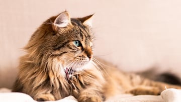 Cats are thought to be especially susceptible to severe illnesses such as bird flu, which could result in death.