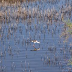 Varapalo de Bruselas a la Junta de Andalucía por Doñaña