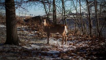 FILE PHOTO: A white-tailed deer stands in Fort Lee Historic Park in frigid temperatures, in front of the George Washington Bridge at Fort Lee, New Jersey January 8, 2015.  REUTERS/Mike Segar (UNITED STATE - Tags: ENVIRONMENT CITYSCAPE ANIMALS TPX IMAGES O