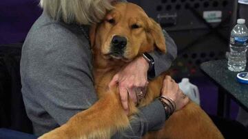 Las razas de perros más cariñosos: ¿cuáles son y en qué habilidades destacan?