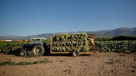 Ni jamón ibérico ni aceite de oliva: el producto extremeño de alta calidad que se rifa toda Europa y apenas se ve en España