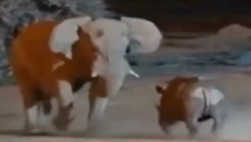 La pelea entre una elefante y un rinoceronte captada en video