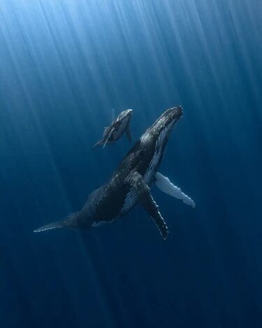 Desde ballenas jorobadas hasta barcos hundidos: Las imágenes ganadoras del Underwater Photographer of the Year 2025