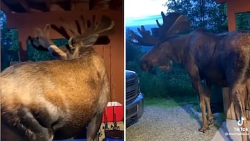 Un hombre se levanta y ve en su garaje un alce de 400 kilos: la escena es surrealista