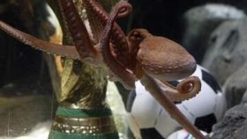 El pulpo Paul vulnera la ley religiosa judía