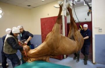 En Veliefendi, Turquía, existe uno de los hospitales equinos más grandes e importantes en el mundo de la hípica. Los caballos reciben todas las atenciones veterinarias necesarias para su correcta recuperación. 
