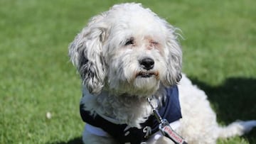 Hank, mascota de los Cerveceros de Milwaukee. 