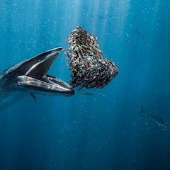 Un español, elegido mejor fotógrafo de océanos del año