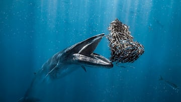 Una ballena de Bryde emergiendo de las profundidades del océano con la boca abierta, instantes antes de alimentarse de un banco de sardinas en las aguas de Baja California Sur, México.