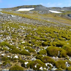 El verde florece en la Antártida: así ha crecido la vegetación en el Polo Sur en los últimos 40 años