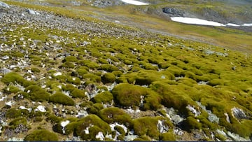 Satellite images show that some areas in the north of Antarctica the once frozen continent is beginning to turn green as the planet continues to warm.