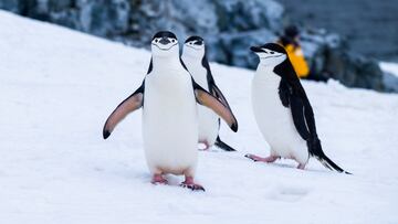 Encuentran al pingüino más grande de la historia: pesa casi 160 kilos y vivió en Nueva Zelanda
