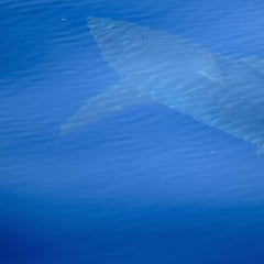 Avistan un gran tiburón blanco en aguas españolas tras 30 años