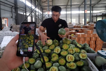 Fruit-packing warehouse with melons.