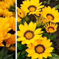 Flores Amarillas: Origen y por qué se regalan el 21 de marzo en México