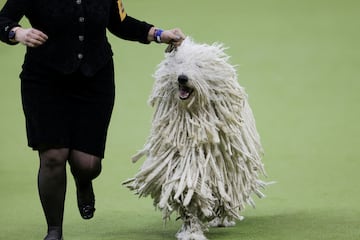 Ranger (Komondor) compite durante el Campeonato Masters Agility de la 149? Exposicin Canina Anual del Westminster Kennel Club en el Centro de Convenciones Jacob Javits en la ciudad de Nueva York.